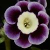 Auricula Elizabeth Ann